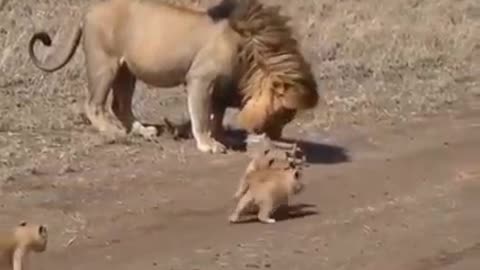 Funny animal 2023 LION & CUBS