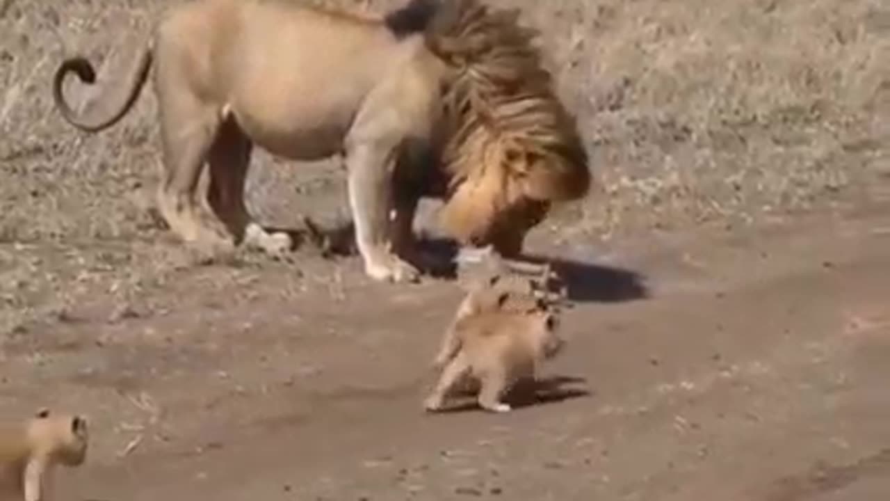 Funny animal 2023 LION & CUBS