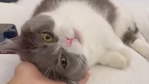 Reach out to your cat and see his reaction