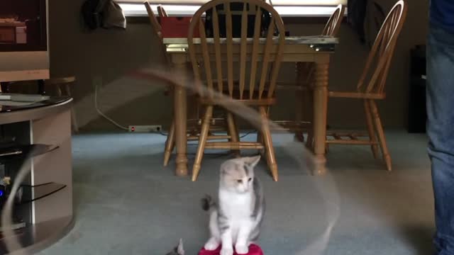 Living Room Kitten Rodeo