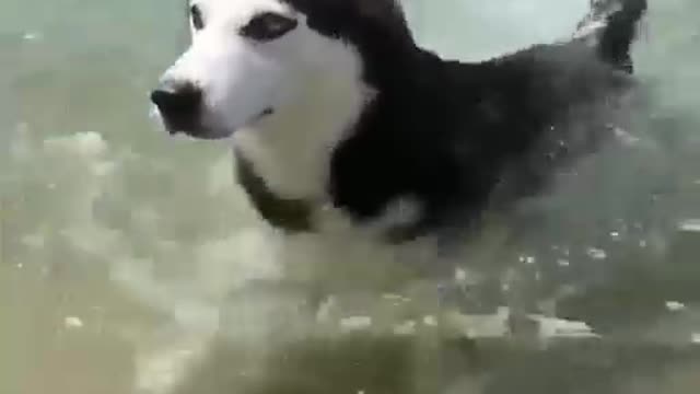 dog swimming for the first time