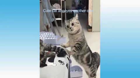 Cute cat funny video