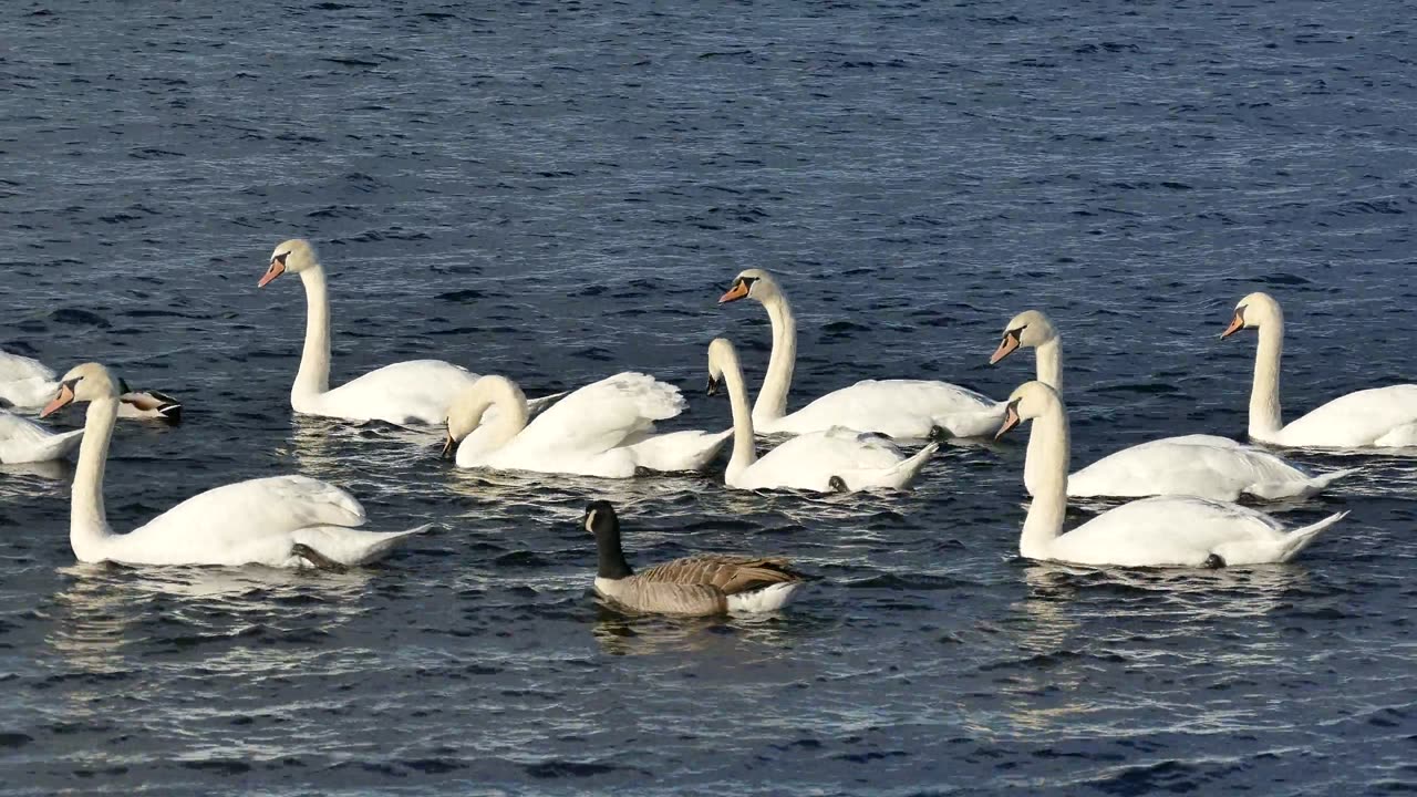 Beautiful duck swimming