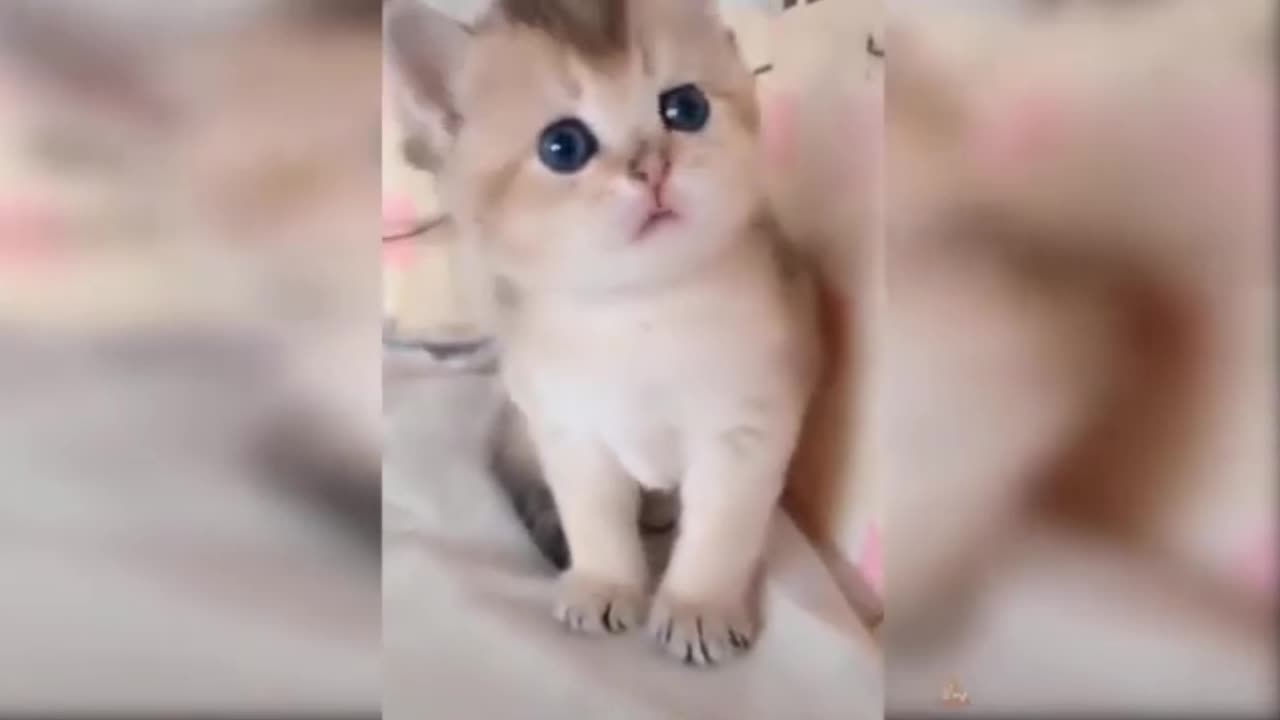 Cute 🐱🐈 comedy video fani video