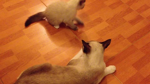 cute cats playing