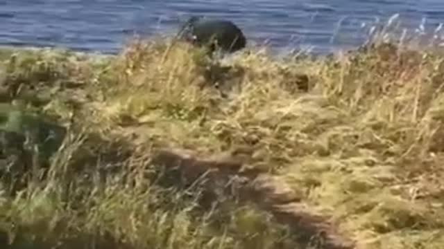 A bear fishing on a net