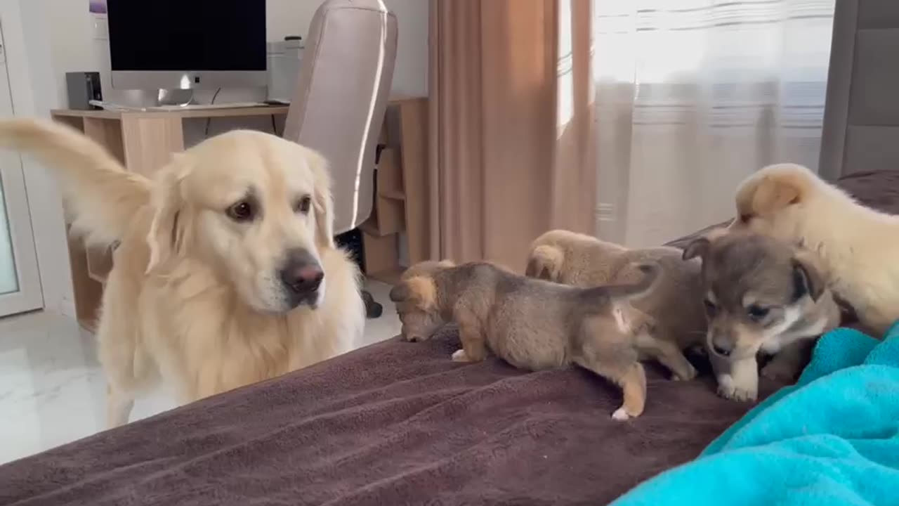 GOlden Retriever Meets puppies the First time