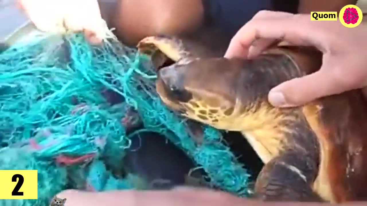 Save of turtle in the beach on Mexico