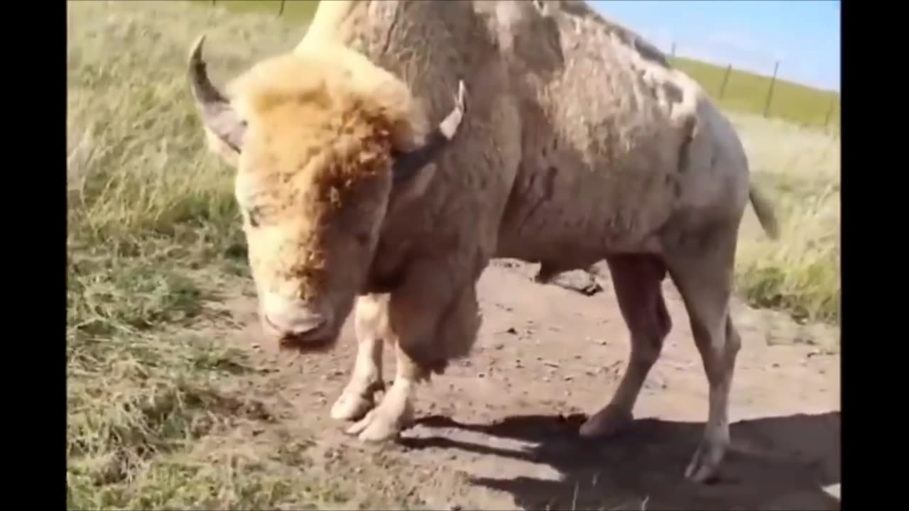Albino Bison 🦬