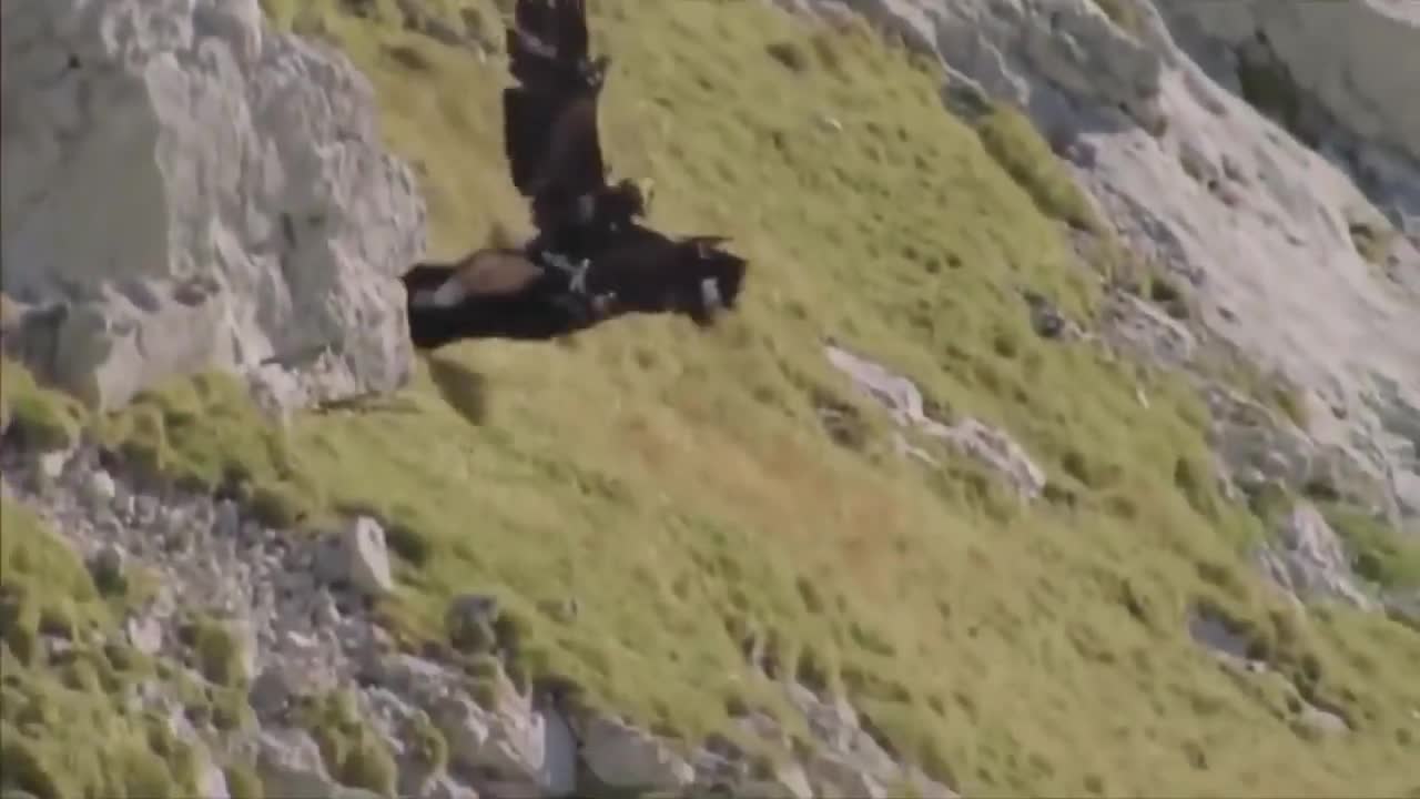 Extremely brutal Mountain Goat Hunting Eagles Dramatic Hunting In The Animal World