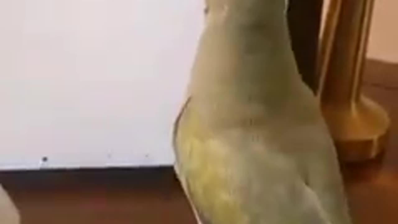 Do not miss this clip🤣🤣