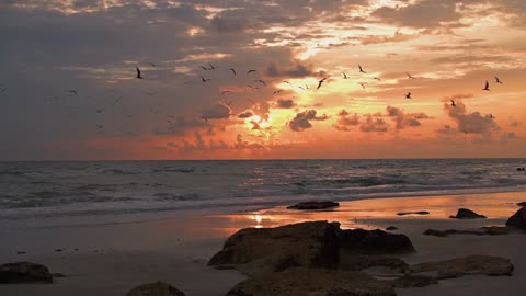 Black Skimmers Take Flight