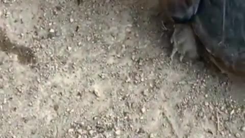 Tortoise attack dog