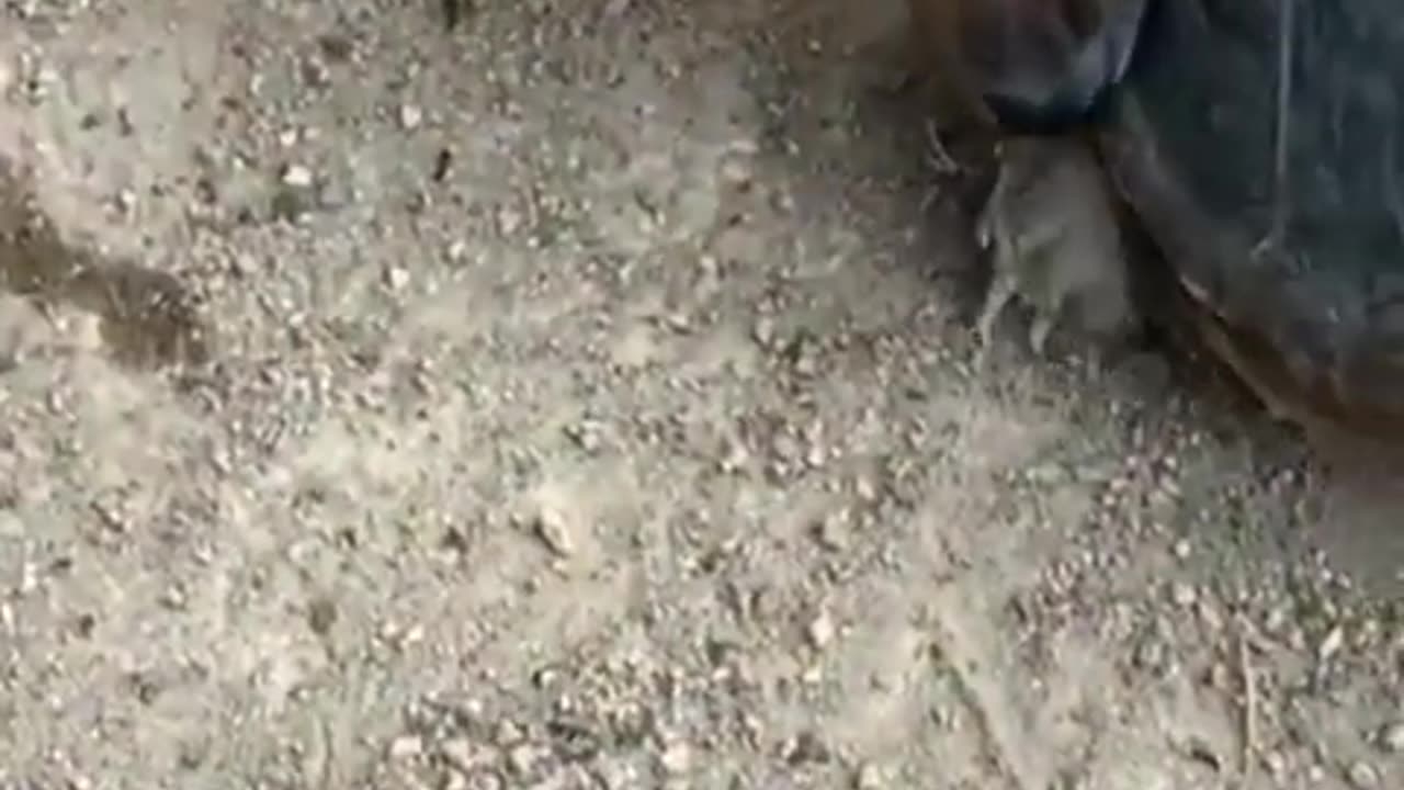 Tortoise attack dog