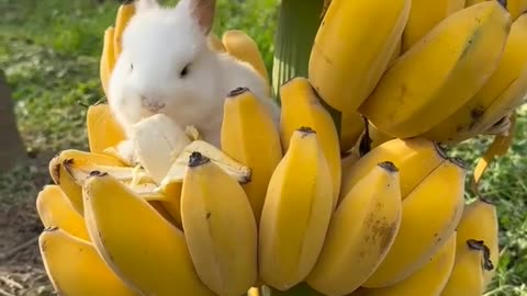 Rabbit eating banana