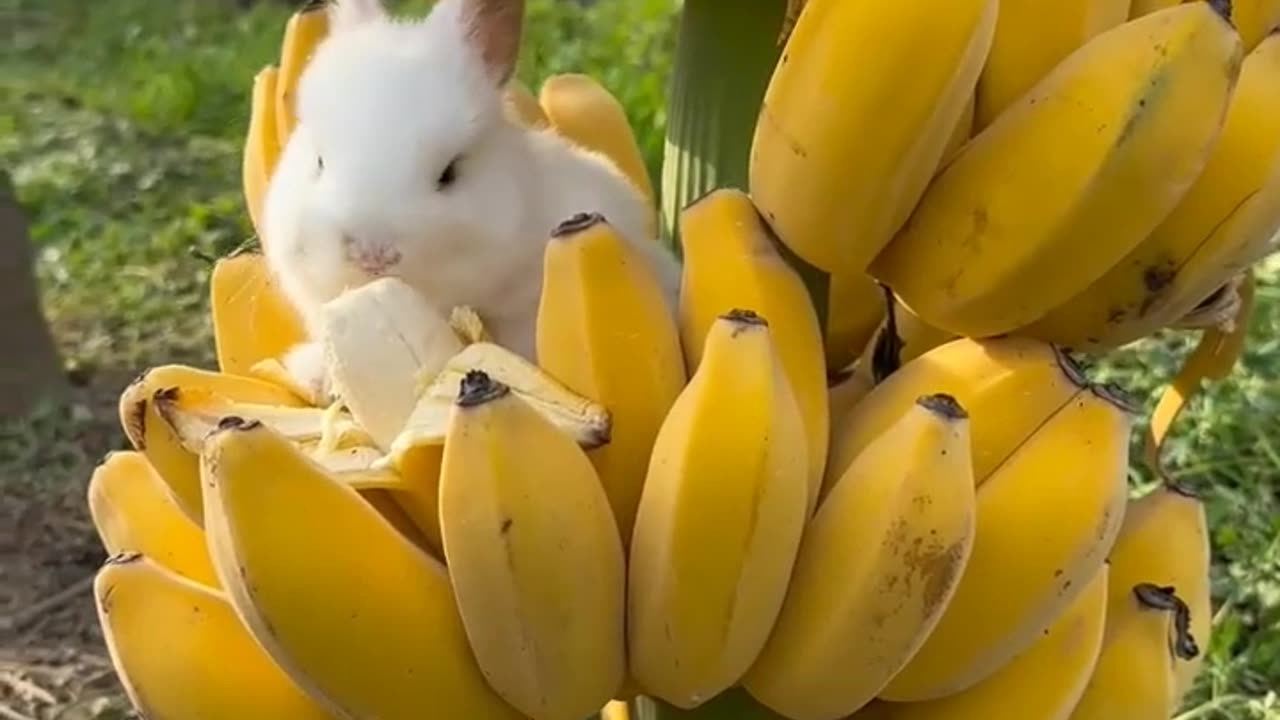 Rabbit eating banana