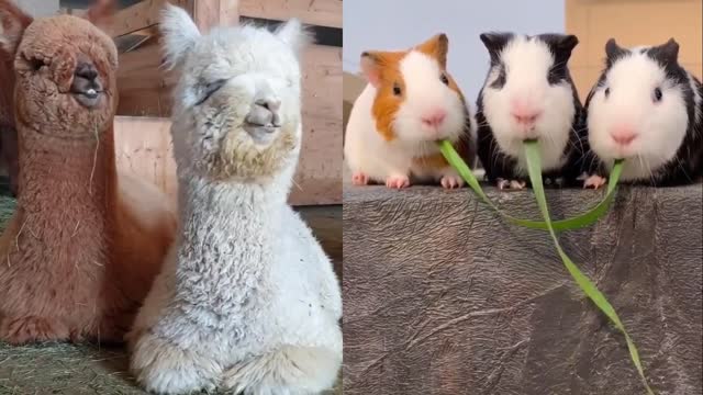 Funny alpacas and mice