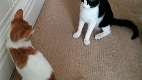 Epic Cat fight