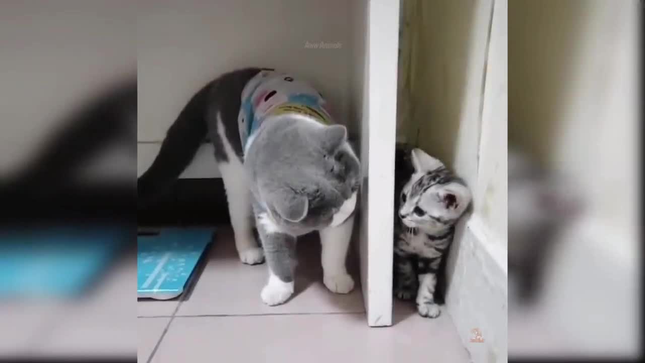 Cute Funny Cat Video 2021 #22