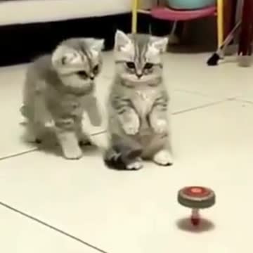 Funny kittens #kittens #funnycats #cats #cat