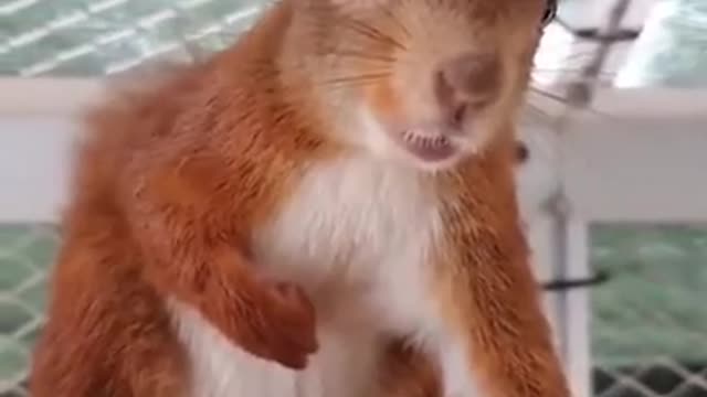 Not a very kind squirrel.