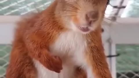 Not a very kind squirrel.