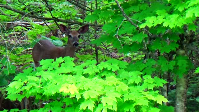 White-tailed deer