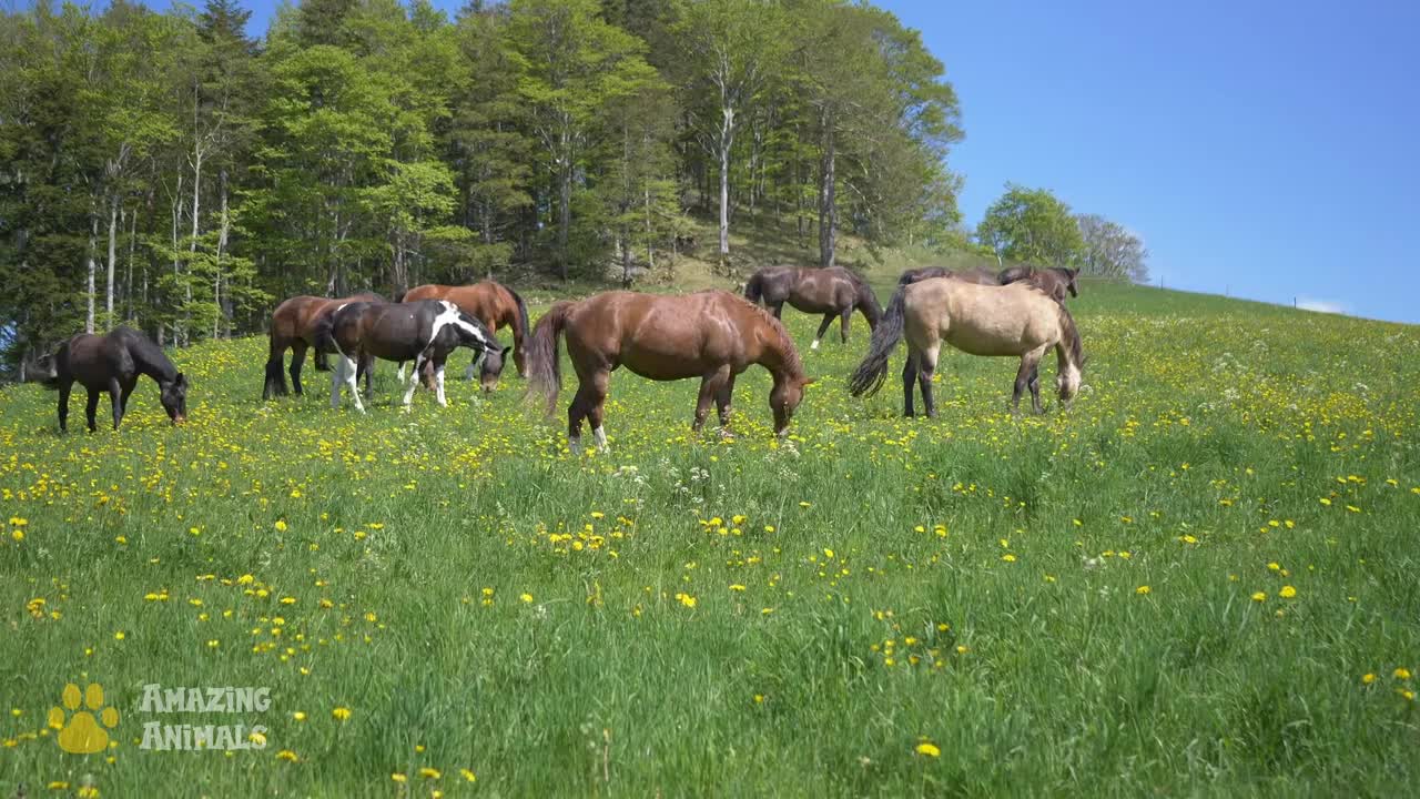 The Natural Habitat of Horses. Sounds of Nature.