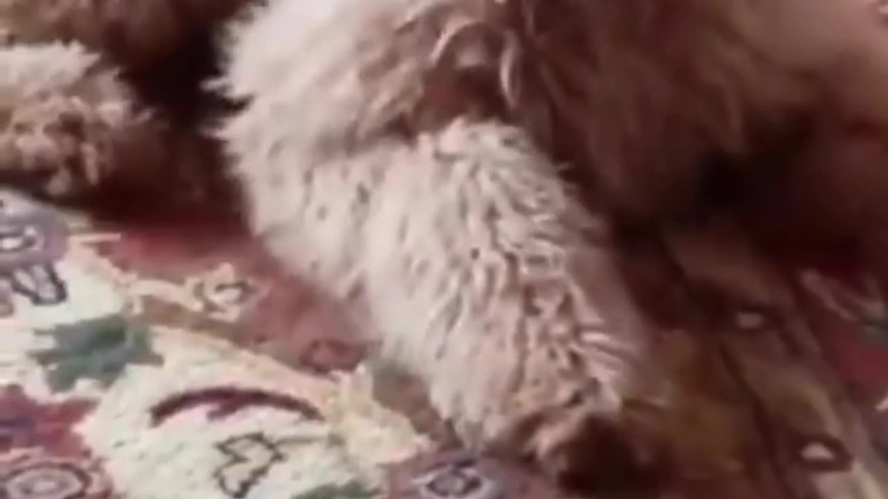 Funny Animal Videos 2023 🥰 - Funniest Dogs and Cats Videos