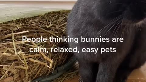 People thinking bunnies are calm, relaxed, easy pets