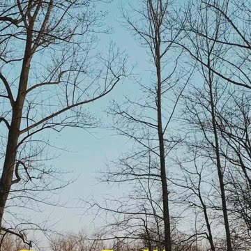 Sounds Of The First Spring Morning