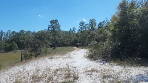 Ross Prairie State Forest Trail in Central Florida. Hiking it was AMAZING!