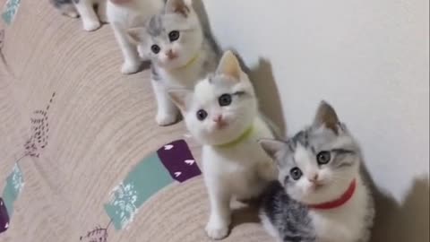 Five baby cats