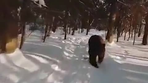 Snow in a pine forest. Being chased by a bear.