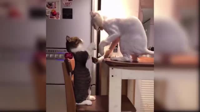 funny cats snaching pot and slapping on face