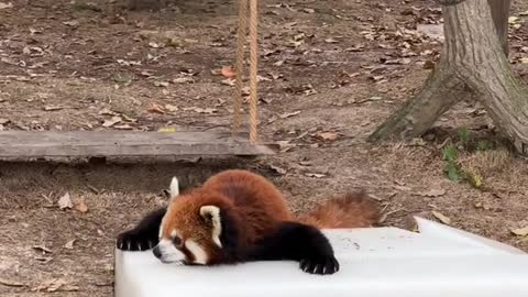 The happy life of the red panda