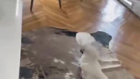 Unpredictable Moments of Cat&Dog!