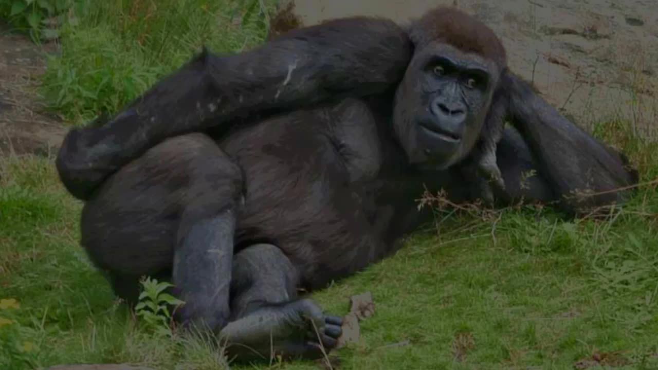 Funny animals that always make laugh 😂