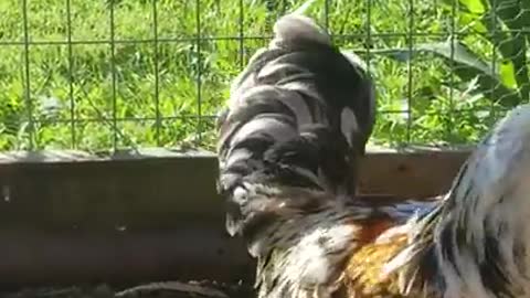 Excuse Me Your Plumage is Showing Episode!