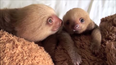 cute baby sloth