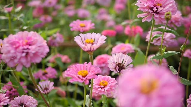 Meadow floral