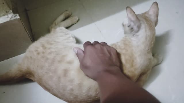 The two male cats in the room are always arguing, but they like me to massage them
