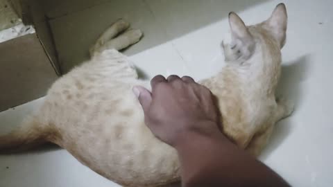 The two male cats in the room are always arguing, but they like me to massage them