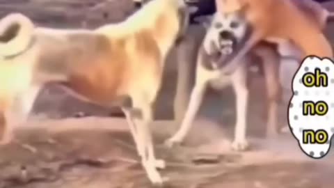 funny-dog-fighting-shorts-shorts-trendingshorts-funnyshorts