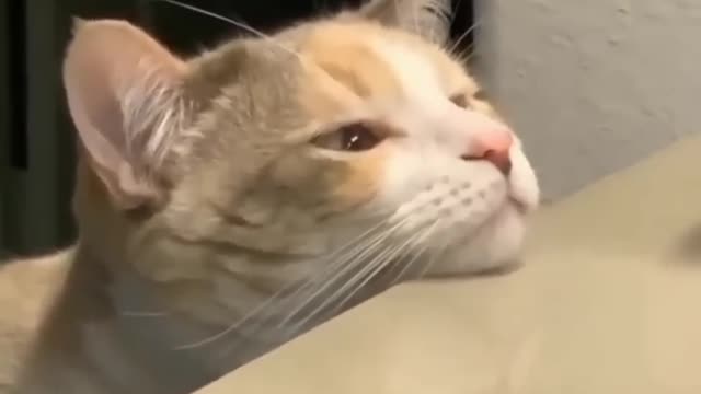 funny cat short videos |😂| part 213 |👍| Hello cats #shorts #shortvideo