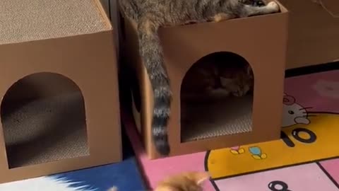 Funniest Videos 2023 😂 Funny Cats 🐱 #cute #cat #short #117