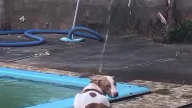 Bullterier I will not bathe