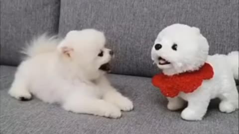 Cute dog reaction