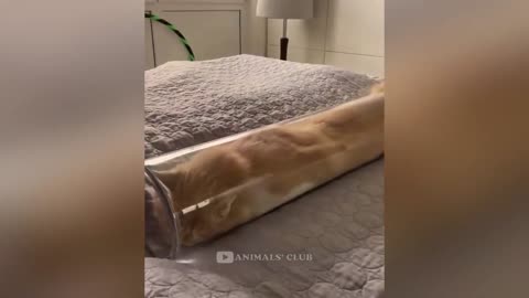 Cats dog