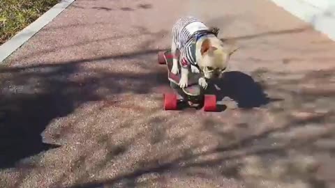 SkateDog